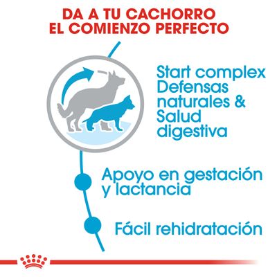 Royal Canin Maxi Starter Madre y Cachorro