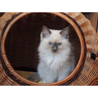 Main Coon