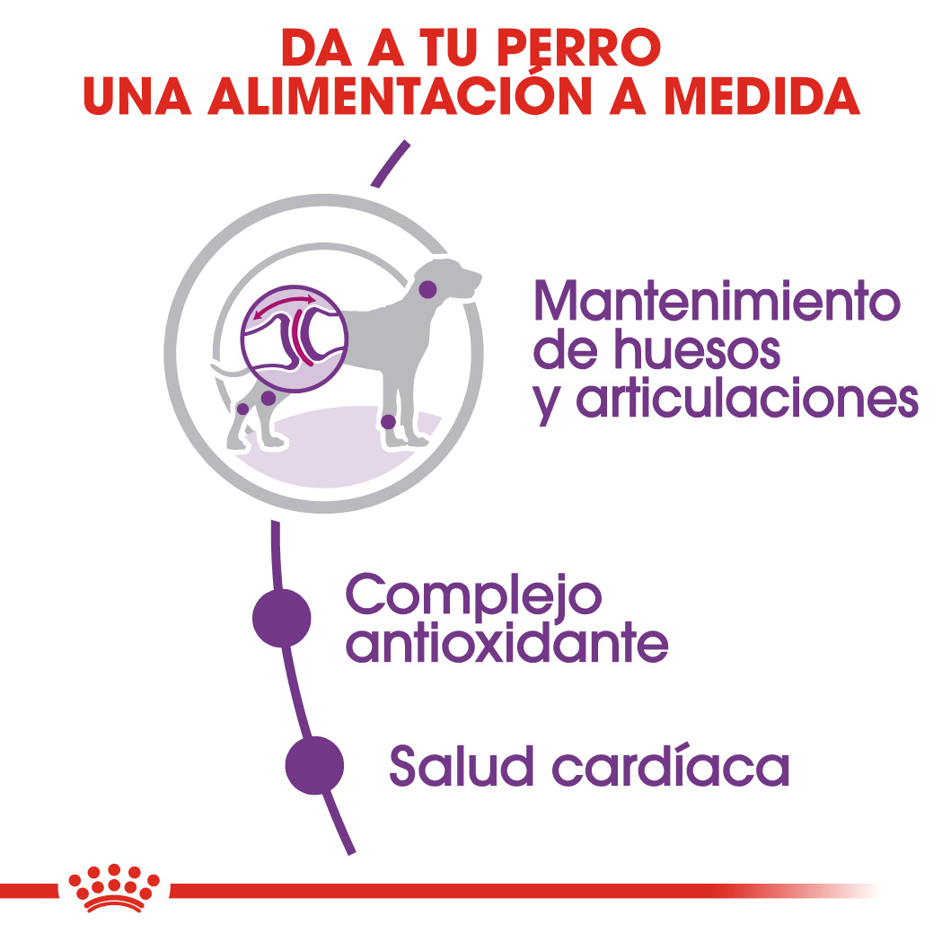 Royal Canin Giant Adult
