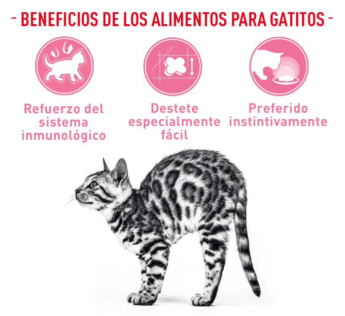 Royal Canin Mother & Babycat