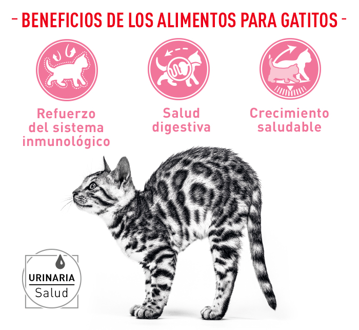 Royal Canin Kitten Sterilised