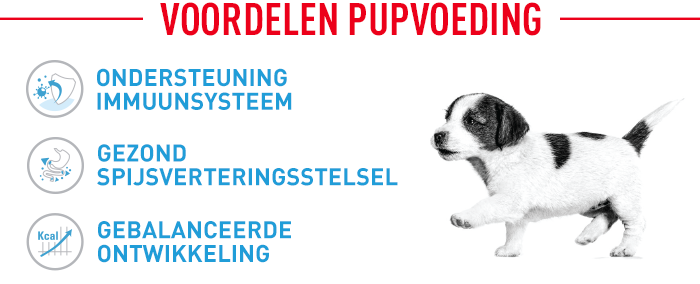 Royal Canin Mini Puppy Wet