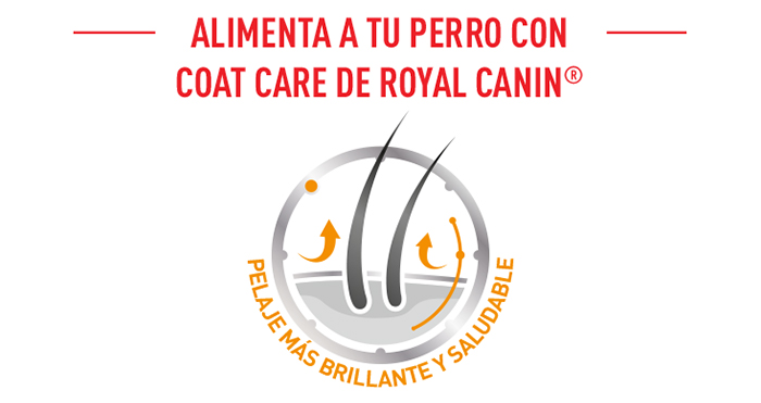 Royal Canin Coat Care comida húmeda para perros