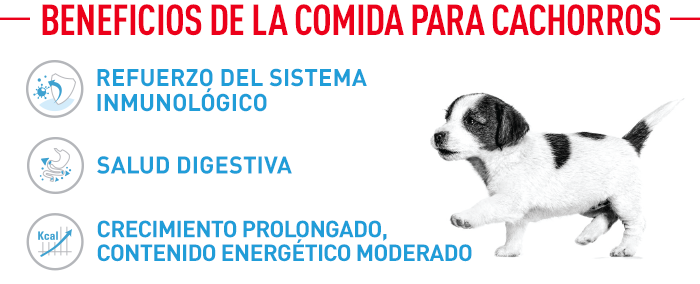 Royal Canin Maxi Puppy 2
