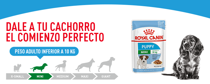 Royal Canin Mini Puppy comida húmeda para perros 1