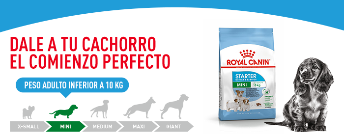 Royal Canin Mini Starter Madre y Cachorro 1