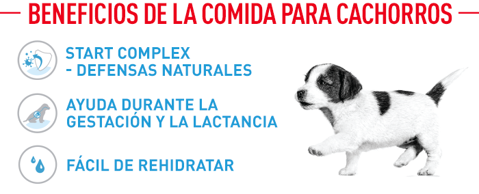 STARTER MOTHER & BABYDOG GIANT 2