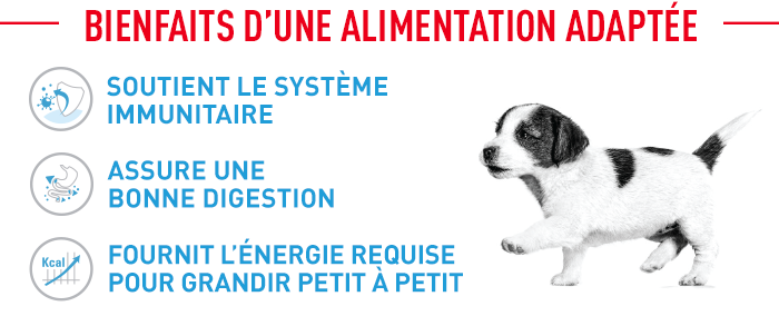 Royal Canin Maxi Puppy