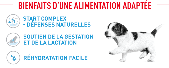 Royal Canin Medium Starter Mother & Babydog