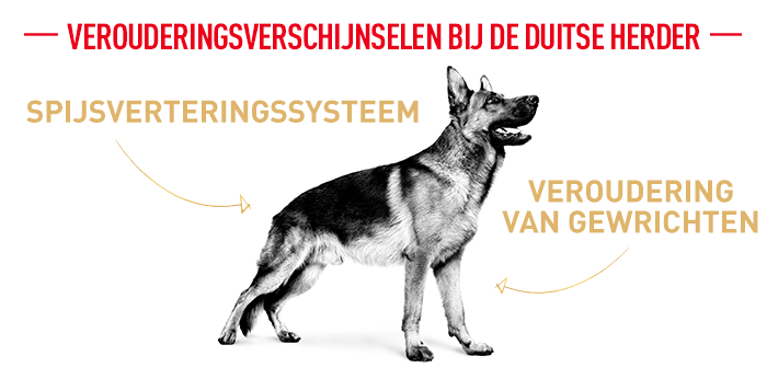 Royal Canin Breed German Shepherd Adult 5+ Hondenvoer 15 Tekenen van ouderdom bij de Duitse Herder