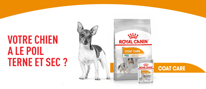 Votre chien a le poil terne et sec