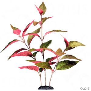Alternanthera