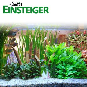 Anubias Einsteiger Pflanzenset