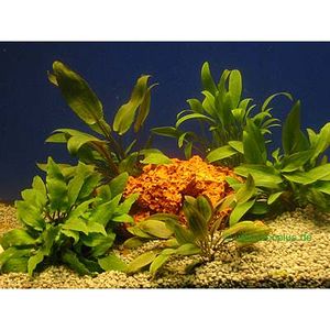 Aquariaplanten waterbloemkelk assortiment