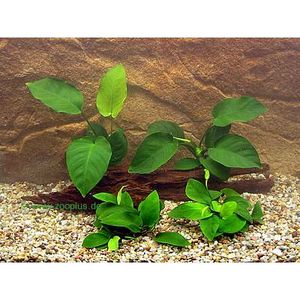 Aquarienpflanzen Anubias-Barschpflanzen Set