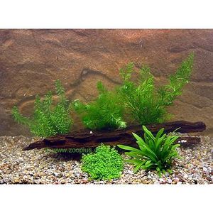 Aquarienpflanzen Garnelen und Zwergkrebs Sortiment