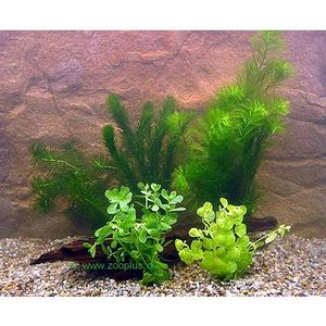 Aquarienpflanzen Goldfischbecken Bundpflanzen Set