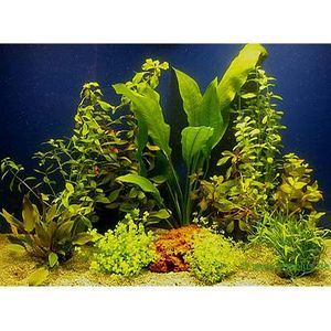 Aquarienpflanzen Sortiment für 80 cm Aquarien