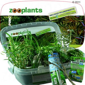Aquarienpflanzen Zooplants