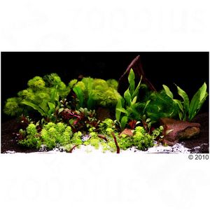 Aquarienpflanzen Zooplants
