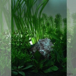 Aquarienpflanzen Zooplants