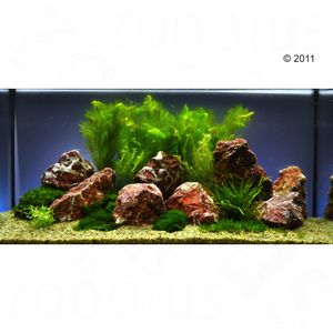 Aquarienpflanzen Zooplants