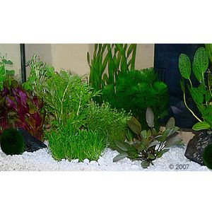 Aquarienpflanzen Zooplants