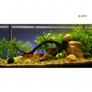 Aquarienpflanzen Zooplants