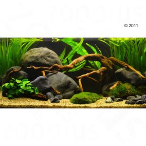 Aquarienpflanzen Zooplants