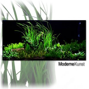 Aquarienpflanzen Zooplants