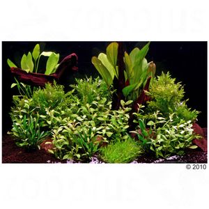 Aquarienpflanzen Zooplants