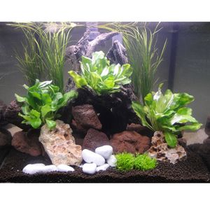 Aquarienpflanzen Zooplants