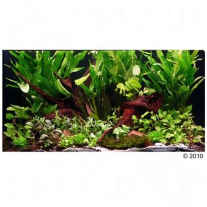 Aquarienpflanzen Zooplants