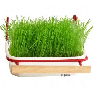 Bird Grass from Mucki