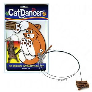 Dancer Cat