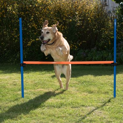 http://media.mediazs.com/bilder/cerceau/agility/pour/chien/fun/sport/9/400/23799_agility_fun_sport_huerde_fg_10_9.jpg