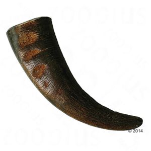 Corne de buffle d'eau 459878_gayakauhornganz_1