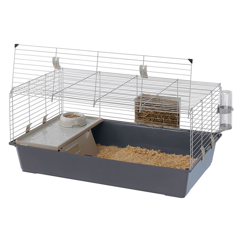 How to Transport a Guinea Pig advise How to Transport a Guinea Pig forecasting