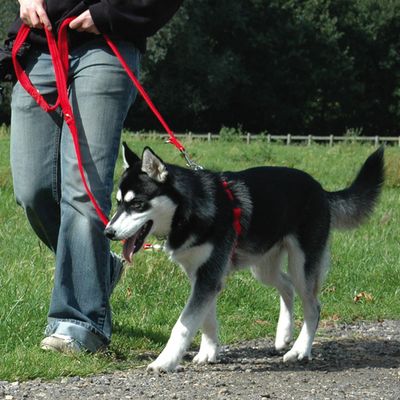 HALTI - Harnais anti-traction pour chien - zooplus HALTI - Harnais anti-traction pour chien - zooplus