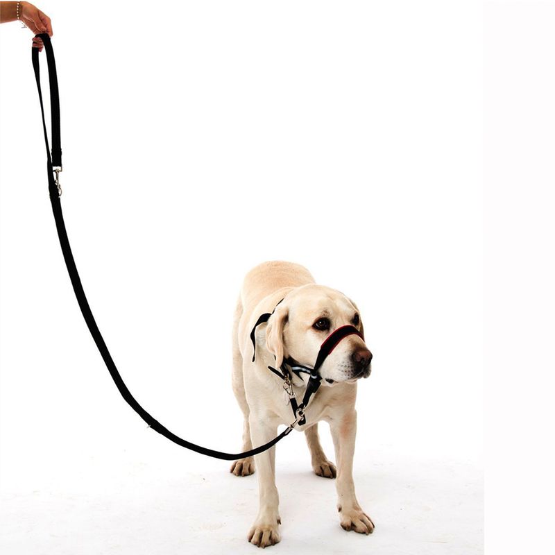 Dog Training For Dummies Review Dog Training For Dummies Review