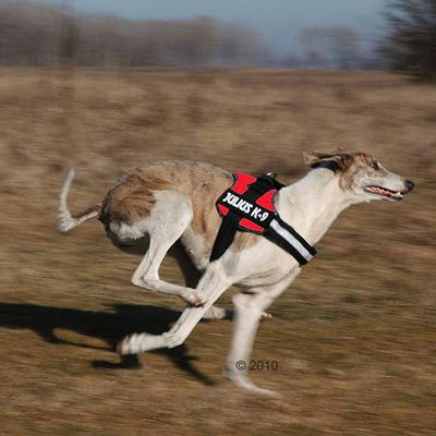 10% off your order when you buy online & pickup in store. PRO PLAN DOG FOOD Pro Plan is dedicated to helping owners discover their dog’s full potential through high-quality, great-tasting nutrition and expert resources - giving dogs the chance to be - and feel .