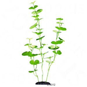 Hydrocotyle