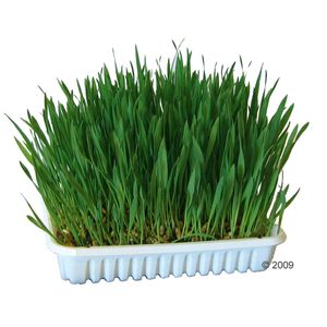 Nagergras