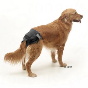 Come gestire la cagnolina quando va in calore