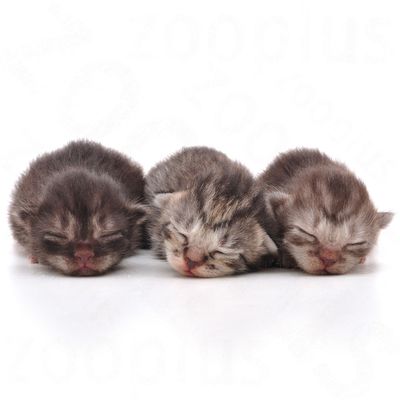Royal Canin Babycat Milk | Great deals at zooplus.ie