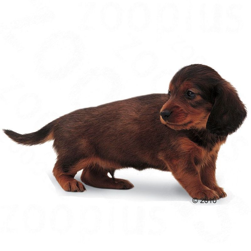best food for dachshunds royal canin dachshund junior free p p on orders 163 29 at zooplus best food for dachshunds royal canin dachshund junior free p p on orders 163 29 at zooplus