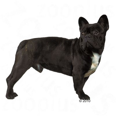 royal canin bulldog puppy royal canin bulldog at zooplus royal canin bulldog puppy royal canin bulldog at zooplus