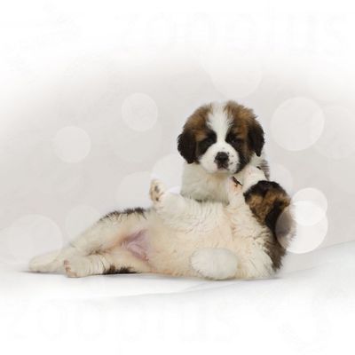 royal canin puppy chiot croquettes pour chiot royal canin puppy zooplus be royal canin puppy chiot croquettes pour chiot royal canin puppy zooplus be