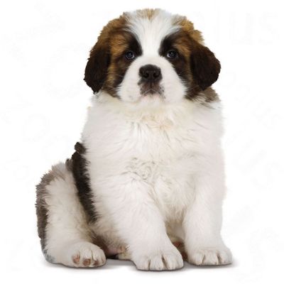 royal canin puppy chiot royal canin puppy croquettes pour chiot zooplus royal canin puppy chiot royal canin puppy croquettes pour chiot zooplus