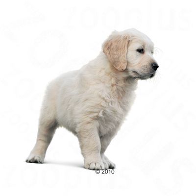 royal canin golden retriever junior royal canin breed golden retriever 29 junior tanio w zooplus royal canin golden retriever junior royal canin breed golden retriever 29 junior tanio w zooplus
